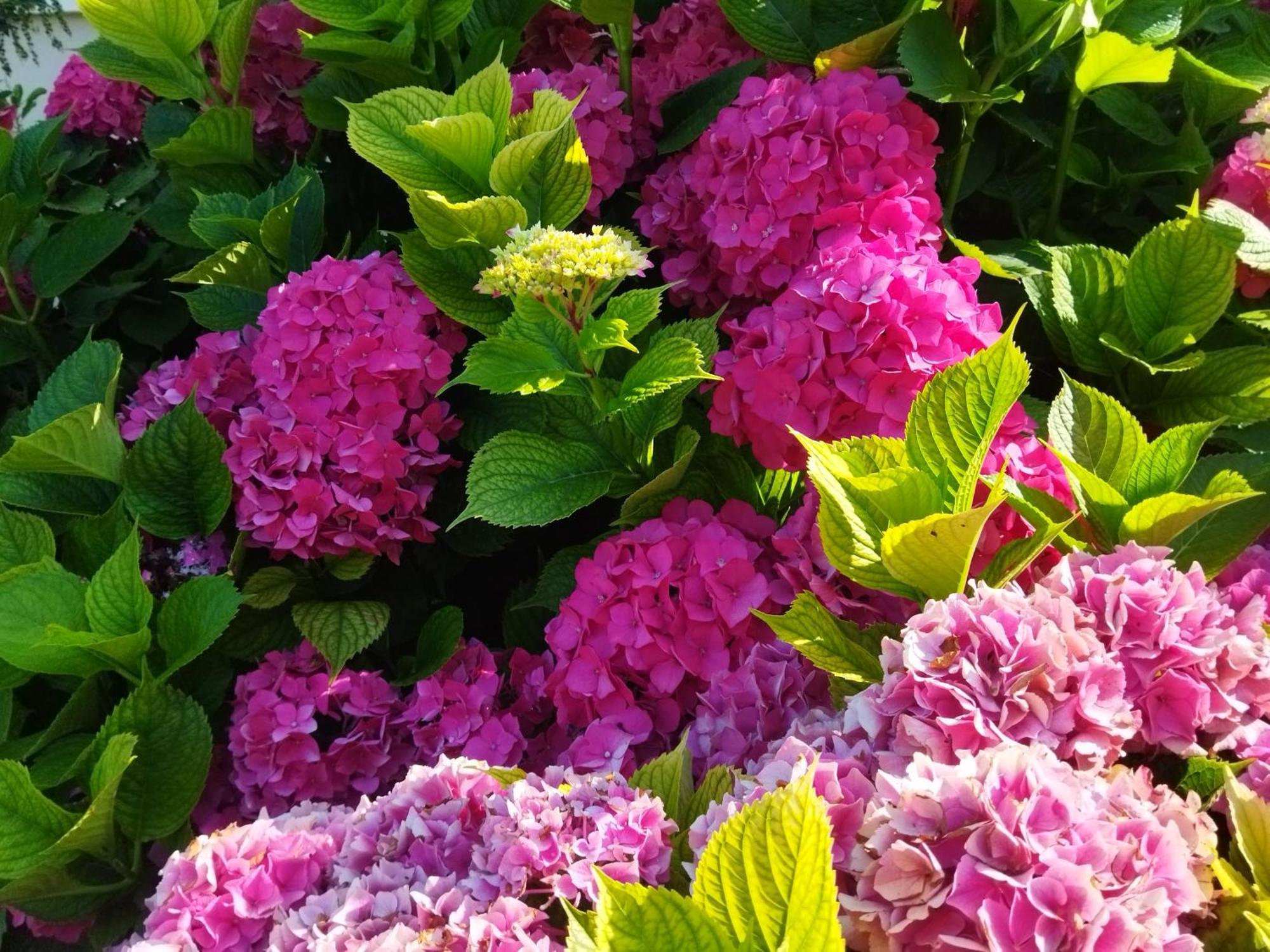Fortschwihr Les Hortensias מראה חיצוני תמונה